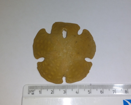 Sand dollar