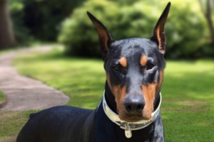 Nox in his silver dog collar