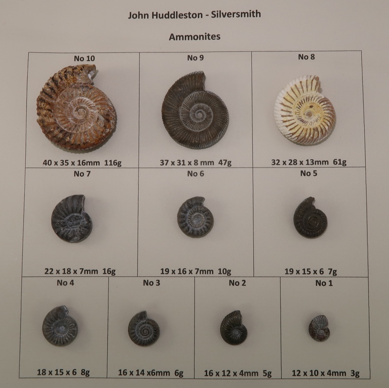 My real fossil ammonites