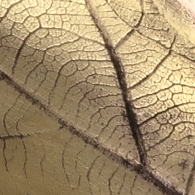 Detail of embosssed oak leaf