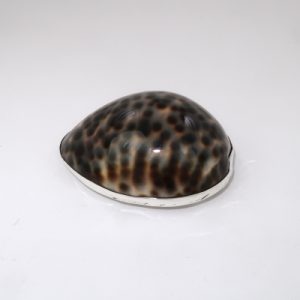 Cowrie shell topped silver box