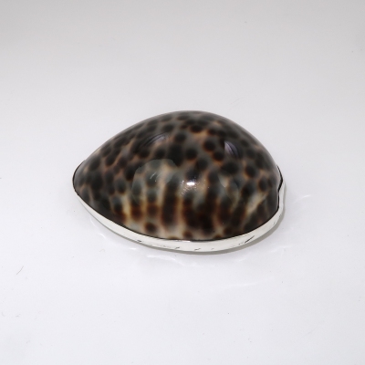 Cowrie shell topped silver box