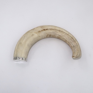Warthog tusk with silver cap