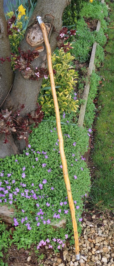 Jersey Kale/ walking stick cabbage walking stick with silver top and foot